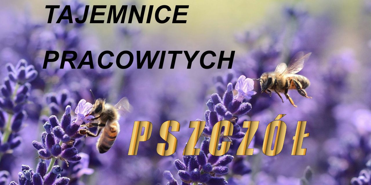 Warsztaty dla dzieci